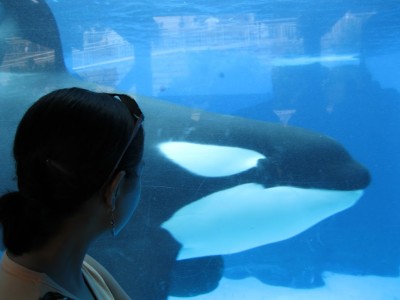 Reflecting on the Blackfish Documentary and Orcas in Captivity