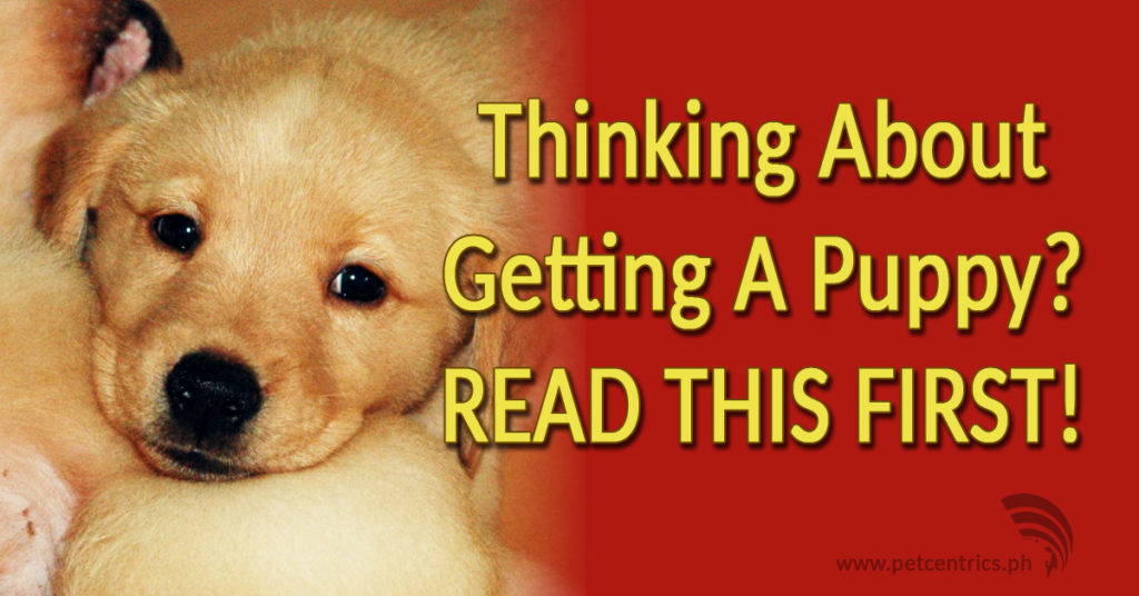 Thinking About Getting A Puppy? Read This First