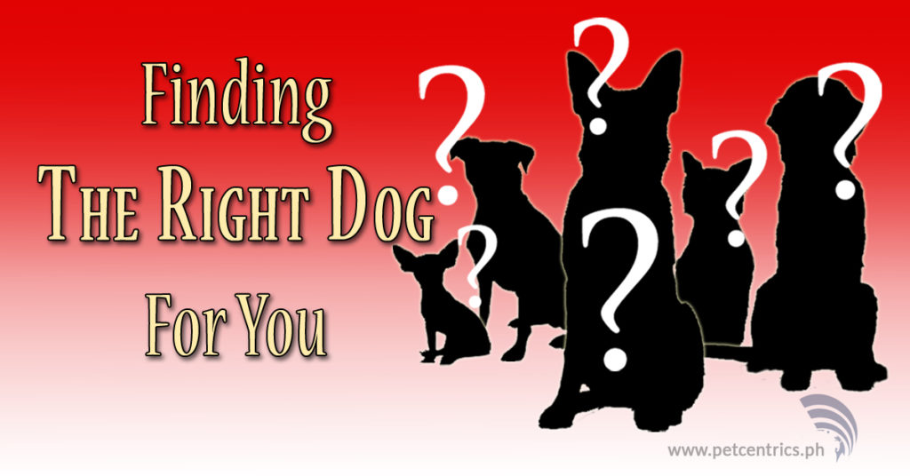 Finding The Right Dog For You