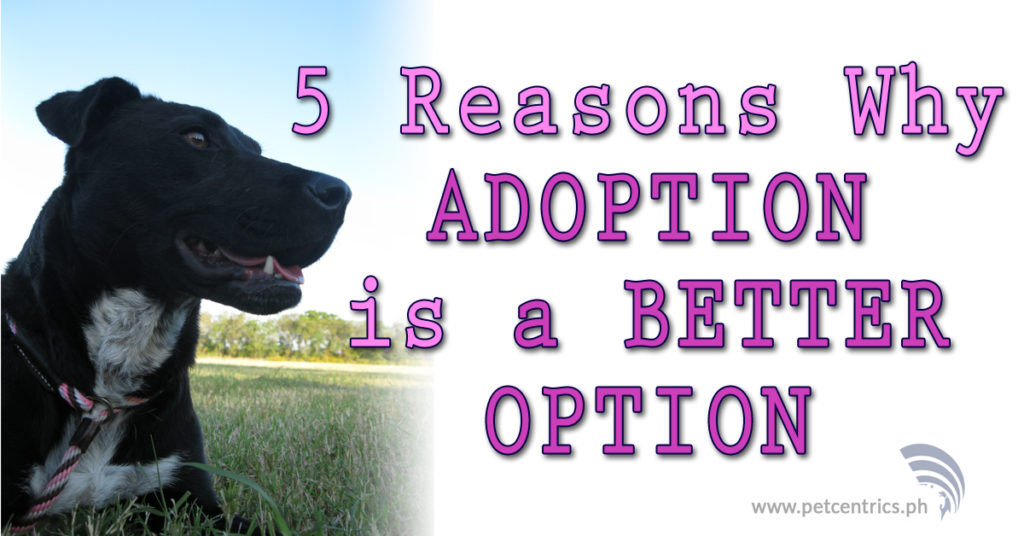 5 Reasons Why Adoption Is A Better Option