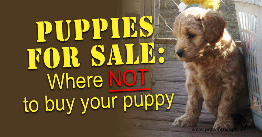 Puppies for Sale: Where NOT To Buy Your Puppy