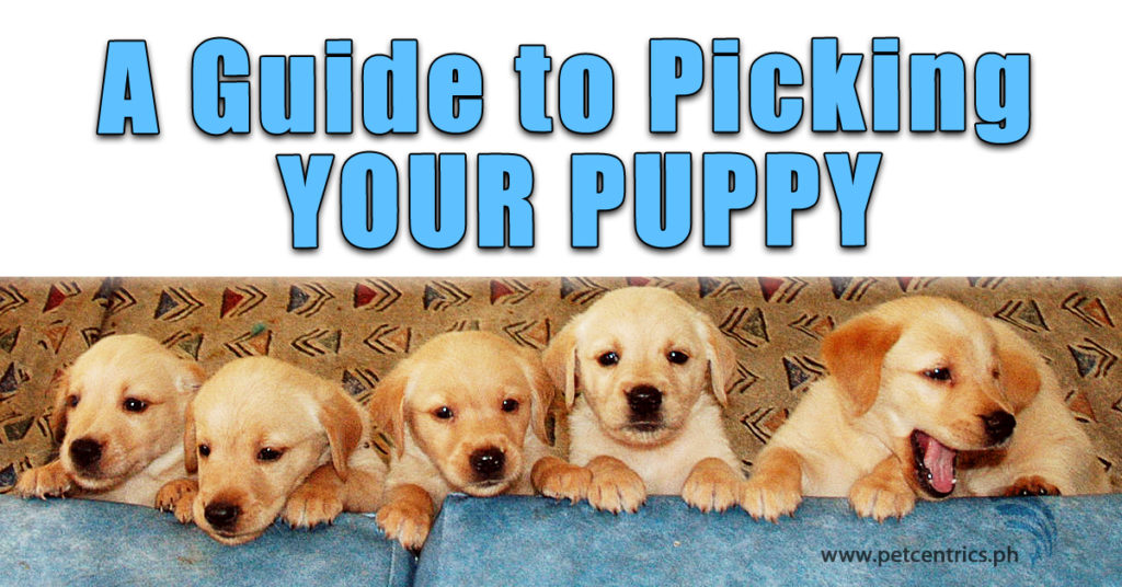 A Guide To Picking Your Puppy