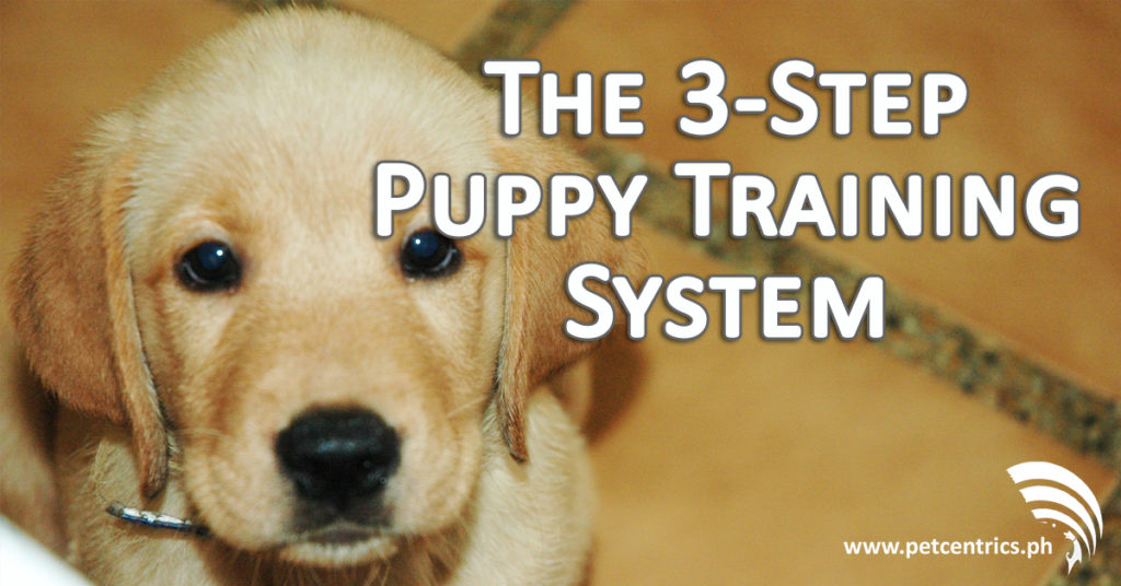 The 3-Step Puppy Training System