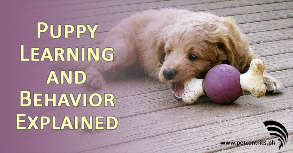 Puppy Learning & Behavior Explained