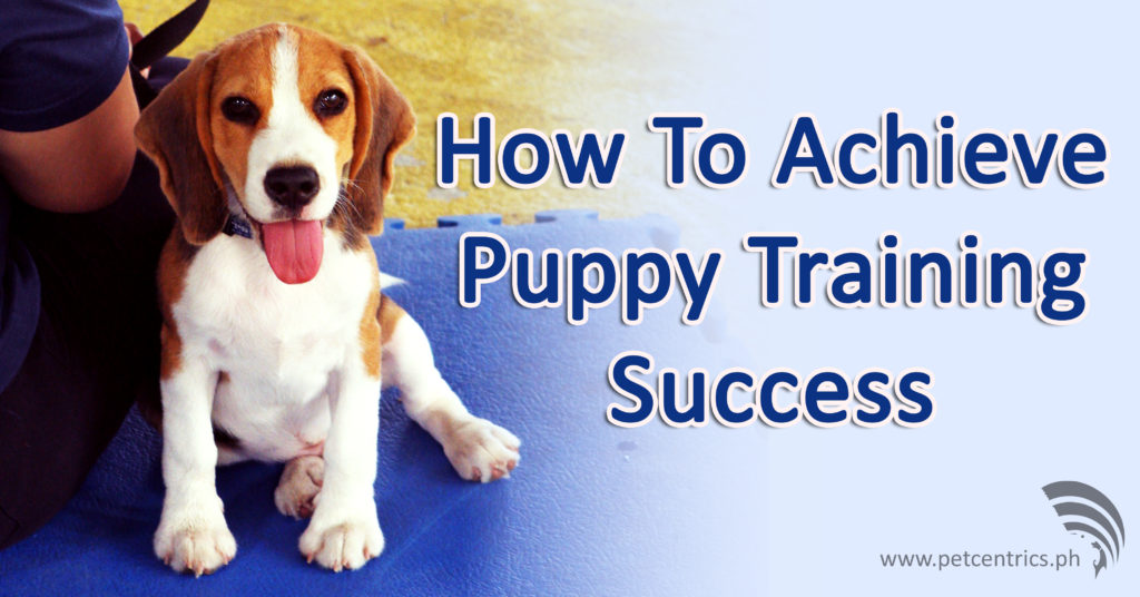 How To Achieve Puppy Training Success