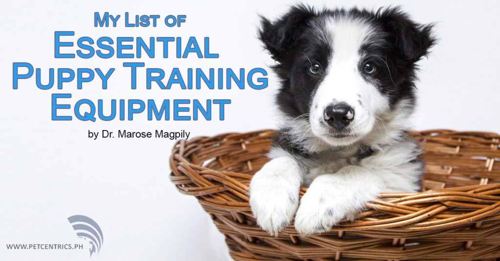 Must-Have Training Equipment for Your New Puppy
