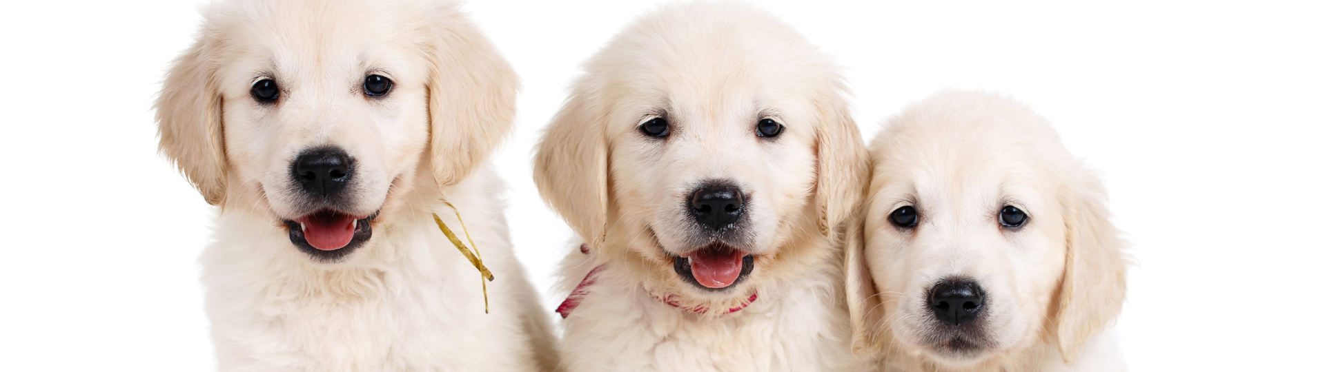 Dog Training 101: Puppy Class – SCHEDULES