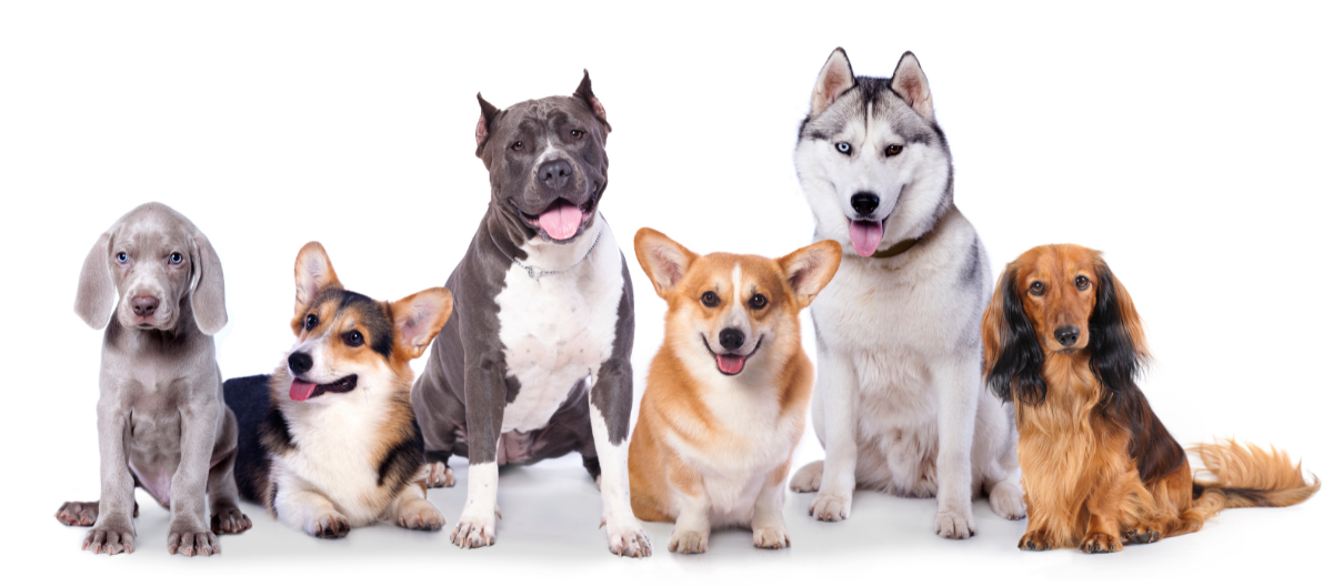 Dog Training 101: Adult Class – SCHEDULES