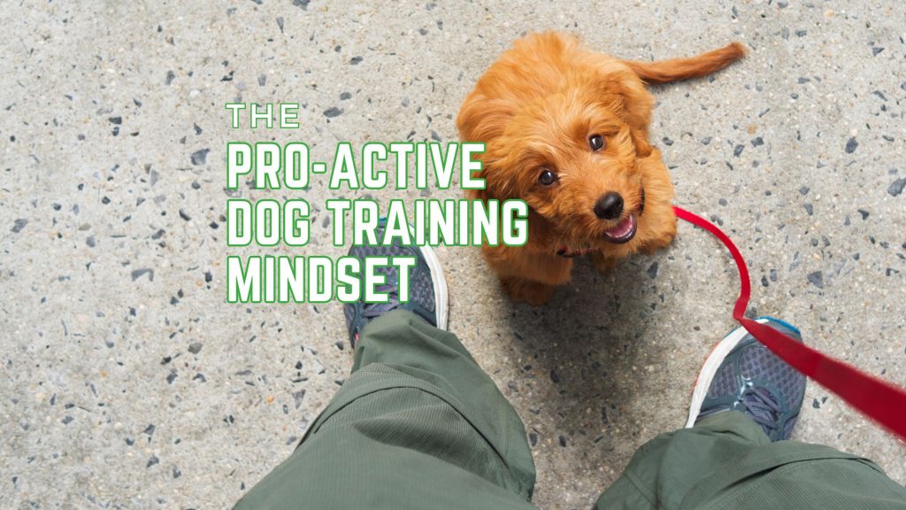 The Proactive Dog Training Mindset